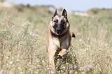 MALINOIS 342